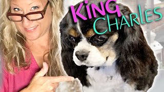 Perfectly GROOM your KING CHARLES CAVALIER SPANIEL at HOME Step By Step LESSON [upl. by Nosned]