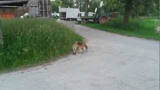 Der Fuchs geht um  in Konstanz [upl. by Nyrroc]