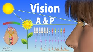 Vision Anatomy and Physiology Animation [upl. by Acinad]