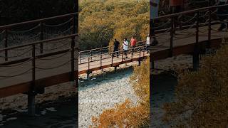 Jubail Mangrove Park 💜 Nature’s Hidden Gem in Abu Dhabi 🌿✨jubailmangrovepark abudhabi mangrove [upl. by Fogg]