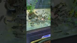 Exodons vs pig foot piranha aquaticfish aquascape aquatic fishtank aquarou aquarium [upl. by Gonzales]