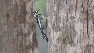 yellow bellied sapsucker on cabbage palm [upl. by Nnylyaj]