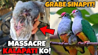 HITECH BREEDING NG RINGNECK AT KALAPATI NAUWI SA MASSACRE GRABE [upl. by Ardnas]