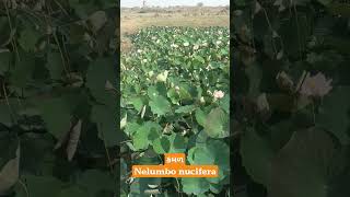 કમળ Nelumbo nucifera [upl. by Junie]