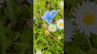 A pristine male Common Blue visiting daisies in the meadow [upl. by Ennaharas]