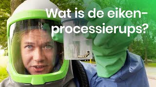 Wat is de eikenprocessierups [upl. by Anier]