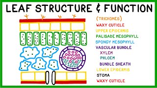 Leaf Structure and Function [upl. by Eynenihc]