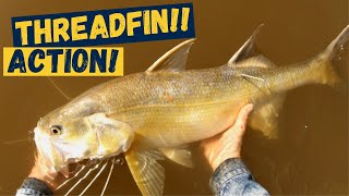 THREADFIN SALMON ACTION  On Bait [upl. by Yelsha]