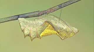 A Common Birdwing Troides helena cerberus caterpillar moults to its pupal stage [upl. by Anwahsak]