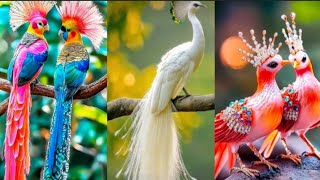 Colourful Birds🐦🕊️ [upl. by Notyrb833]