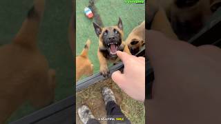 Maligator in Training Tiny Teeth Big Attitude” 🐊🦴dog germanshepherd puppy dogtraining pets [upl. by Nylisoj]