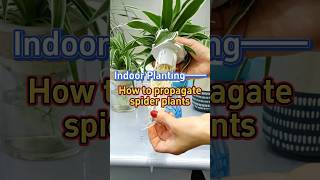 How to propagate spider plants indoorplants spiderplant garden [upl. by Caresa]