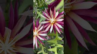 My Fishbone cactus blooming beautifully for the first time [upl. by Eiznekam]