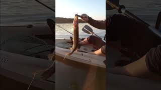 pickerel fishing kayakfishing [upl. by Kopple836]