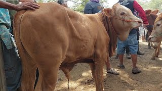 PEDET JANTAN HARGA 7 JUTAAN‼️LIMOUSIN amp PEGON  Senin 13 Nov 2023  Pasar Sapi Kerek [upl. by Ahsyle]