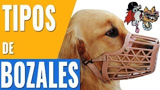 TIPOS DE BOZALES PARA PERROSLOS DIFERENTES MODELOS DE BOZALES PARA PERROS [upl. by Ardnac]