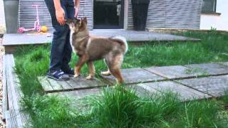 Shikoku Ken Kikumichan 042014 O Chanur Kennel [upl. by Uahc]