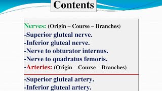 Gluteal region Nerves  Arteries  Anatomy  PT [upl. by Nyrraf]