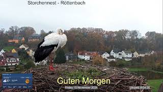 2024 11 15 Storchennest Röttenbach Guten Morgen hier wird eisern durchgehalten👍🤣🤣 [upl. by Sakiv]