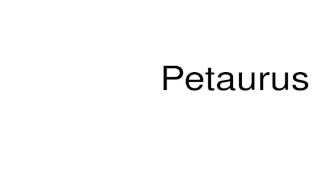 How to pronounce Petaurus [upl. by Cosette709]