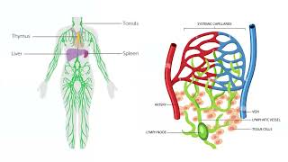 HER Speaker Series Understanding Lymphedema and Ovarian Cancer [upl. by Staford]