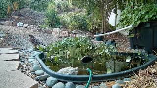 Red Shouldered Hawk stops by for a drink Oct 2024 [upl. by Xylia]