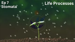 Ep 7  Stomata  Life Processes  Class 10 [upl. by Boris42]