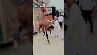 reels horse video horselover youtube song like comment viralvideo trending haryana [upl. by Airalednac]