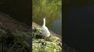 Cute White Pekin Ducks Saying “Good Morning” 🪿❤️ [upl. by Hetty]