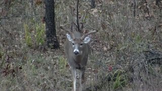 Top Tips for Trail Camera Placement [upl. by Adiari]