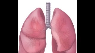 BREATH SOUNDS NORMAL BRONCHOVESICULAR BRONCHIAL [upl. by Ailad]