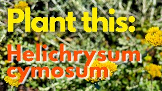 Plant This Plant Helichrysum cymosum [upl. by Dowd537]