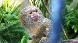 Pygmy Marmoset Attacks [upl. by Abrahan157]