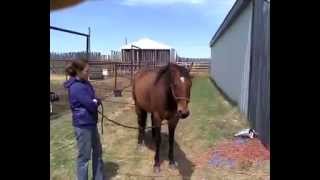 Aeon Lifewave patch on horses with ear issues [upl. by Seto]