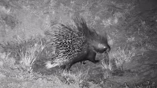 Porcupine or Cape Porcupine Hystrix africaeaustralis at Tembe Elephant Park  africam exploreorg [upl. by Nabatse]