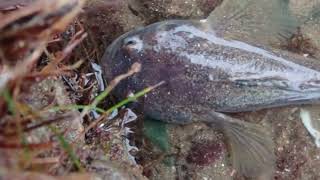 Plainfin Midshipman Porichthys notatus in a shallow tide pool [upl. by Spieler]