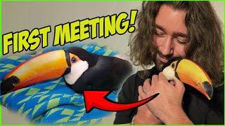 Meeting my rehab toucan for the first time [upl. by Zoa]