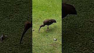 Rednaped ibis  relaxing nature music relaxingmusic meditationmusic birds [upl. by Sinnel]