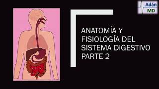 Anatomía y Fisiología del Sistema Digestivo parte 2 [upl. by Jordon]