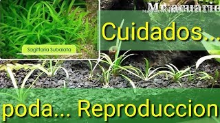 Ficha Sagitaria Subulata  Cuidados y Reproducción [upl. by Alaehcim]