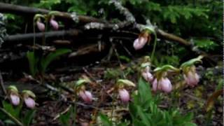 Adirondack Lady Slipper Orchids in the Rain HD June 01 2010 [upl. by Novyert903]