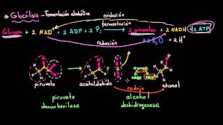 Fermentación alcohólica  Respiración celular  Biología  Khan Academy en Español [upl. by Antonia889]