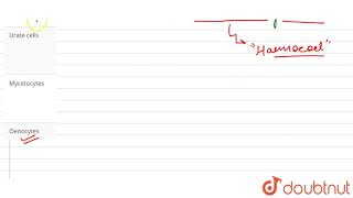 Which among the following are fat secreting cells present in the haemocoel of cockroach [upl. by Siaht]