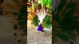 Peacock dance birds trending birds peacockdance ytshort viralshort viralreels [upl. by Miza]