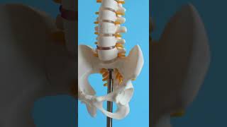 Three types of Joints 3d illustration anatomy skeleton Joints [upl. by Yesnikcm]