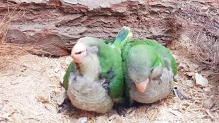 Quaker parrot  60 minutes Relaxing Nature Sounds Singing baby Quaker parrot [upl. by Nitsej]