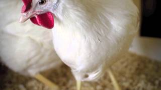 A History of the White Leghorn [upl. by Goldfarb]