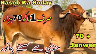 Qurbani 2024 Har Range Ka Janwer 😍 Mandi Se Sasta Janwer Syed amp Sons Cattle Farm Par  Cow Mandi [upl. by Emiaj]