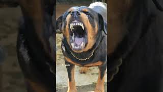 Rottweiler Dog Aggressive Barking Training [upl. by Alyad]