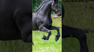 Friesian Horses [upl. by Hanej908]